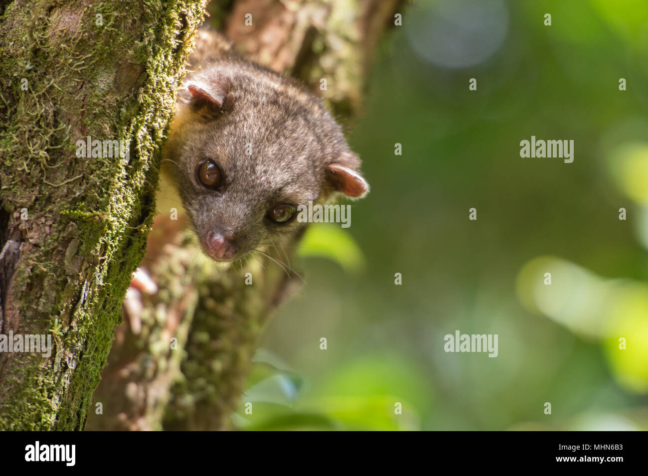 Kinkajou, Potus flavus, Procyonidae, Forêt Nuageuse de Monteverde, Costa Rica, Amérique Centrale Banque D'Images