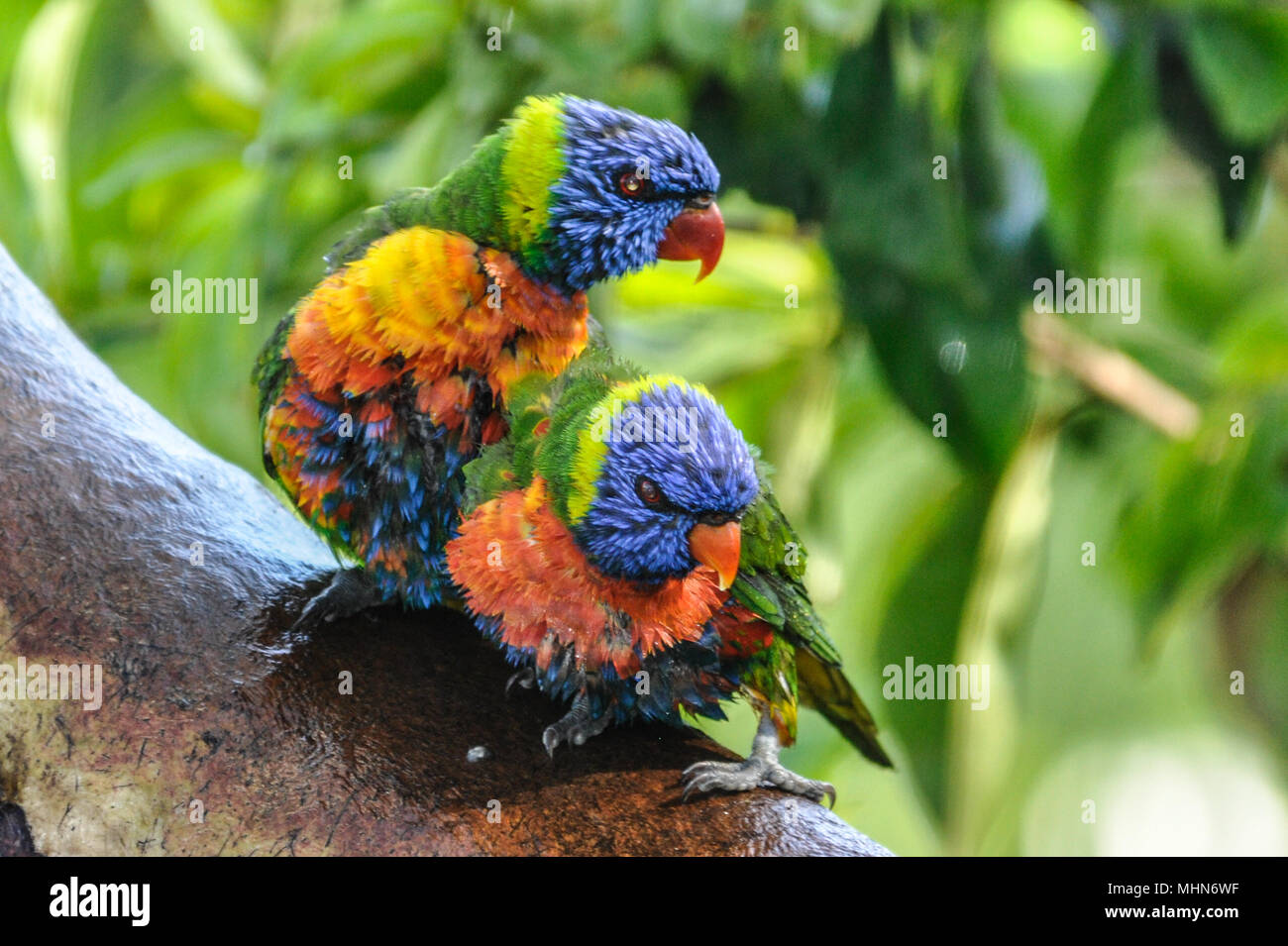 Rainbow loriquets verts australiens, Queensland, Australie Banque D'Images