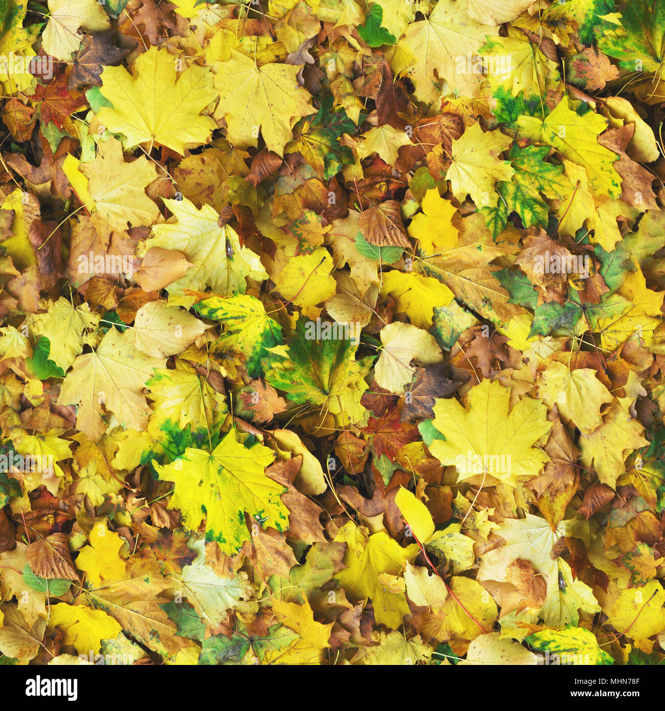 Motif de fond transparente de l'automne. Colorés d'érable et de bouleau feuilles tombées sur le sol du parc à jour ensoleillé. Banque D'Images Motif de fond transparente de l'automne. Colorés d'érable et de bouleau feuilles tombées sur le sol du parc à jour ensoleillé. Banque D'Images