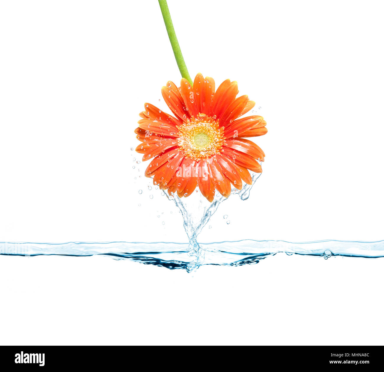 Daisy flower émergeant de la surface de l'eau. Le printemps et la fraîcheur du concept. Banque D'Images