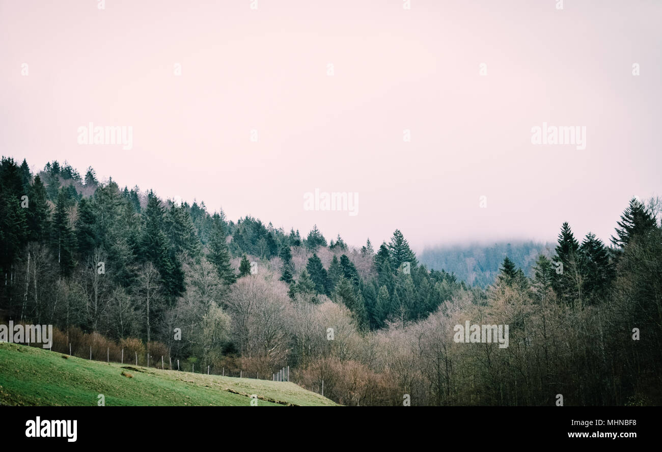 Vert des arbres dans une forêt sur les pentes de la montagne dans le brouillard ou les nuages bas contexte Banque D'Images