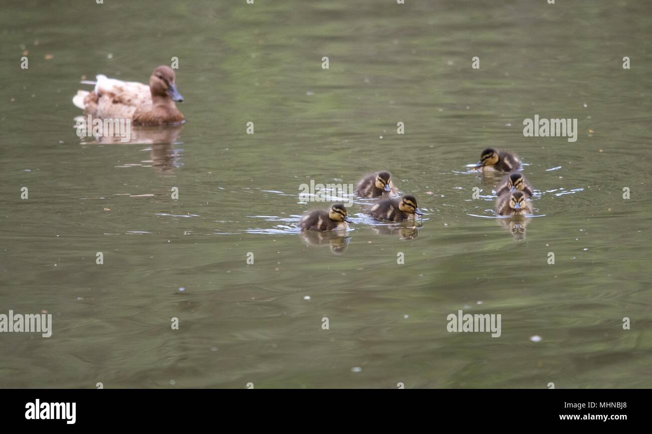 Une femme et des canetons de canards colverts dans la réserve naturelle de New Mills, Derbyshire Banque D'Images