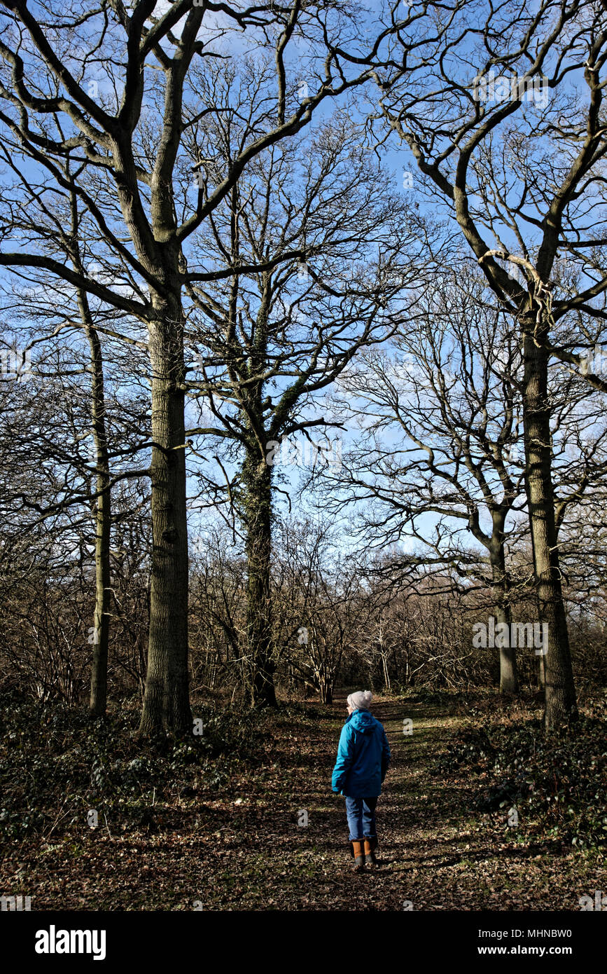 Toucheurs de bois, près de Millenium de bois ou bois de la Voie verte à la sortie de Hereford, a été créé par la communauté locale en 2001. A proximité, piscine bouviers Banque D'Images