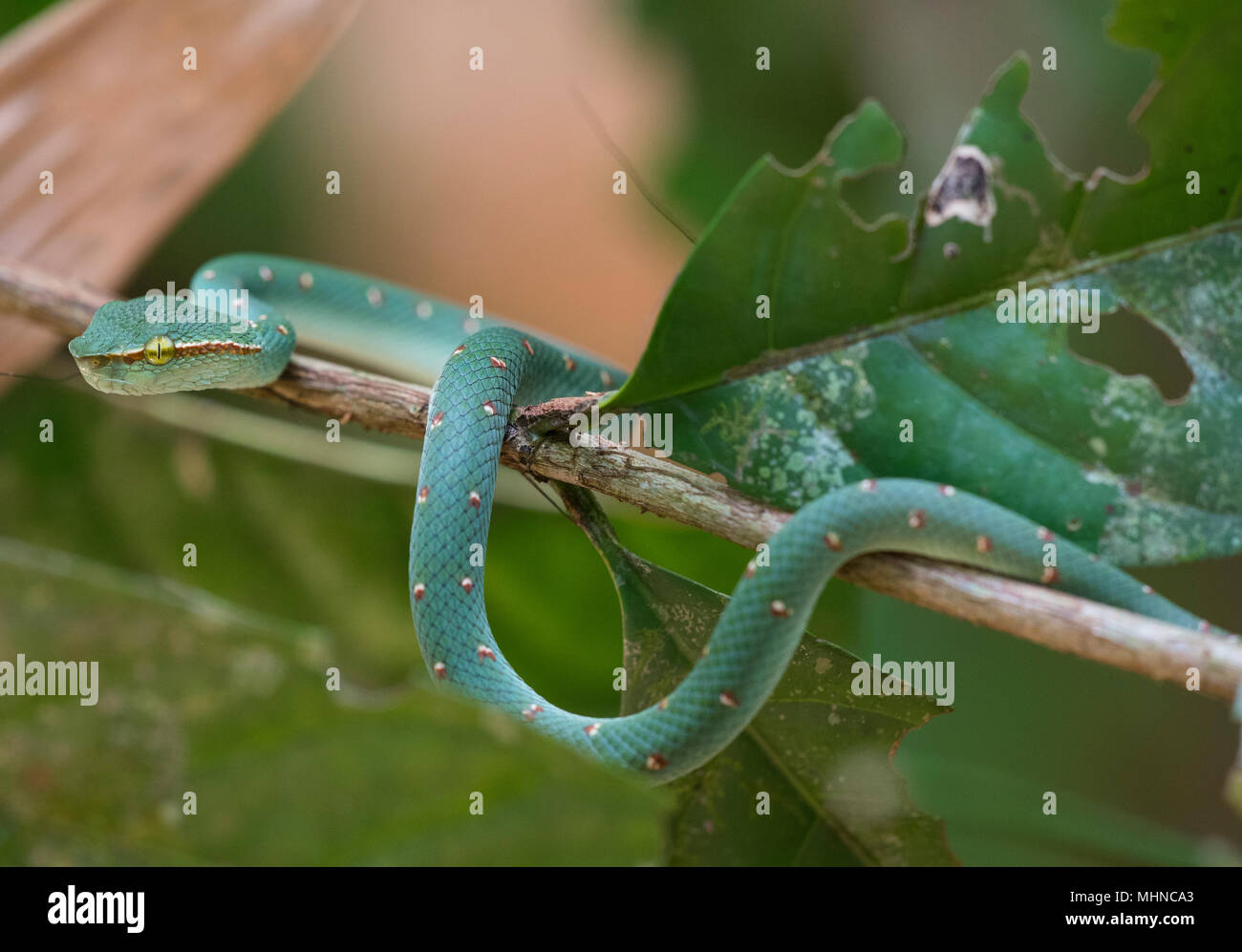 L'homme Wagler ou Temple (Tropidolaemus wagleri Pit Viper) assis dans un arbre Parc national de Khao Sok Thaïlande Banque D'Images