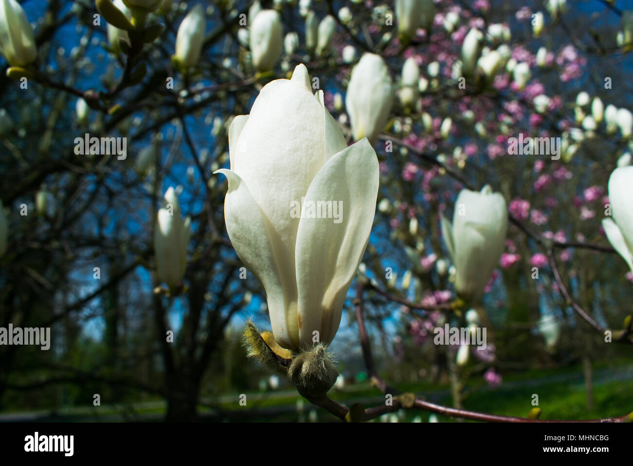 Belles fleurs magnolia arrière-plan. Printemps Floral background. Magnolia en fleurs sur un printemps chaud et ensoleillé l'après-midi. Contre le ciel bleu. Banque D'Images