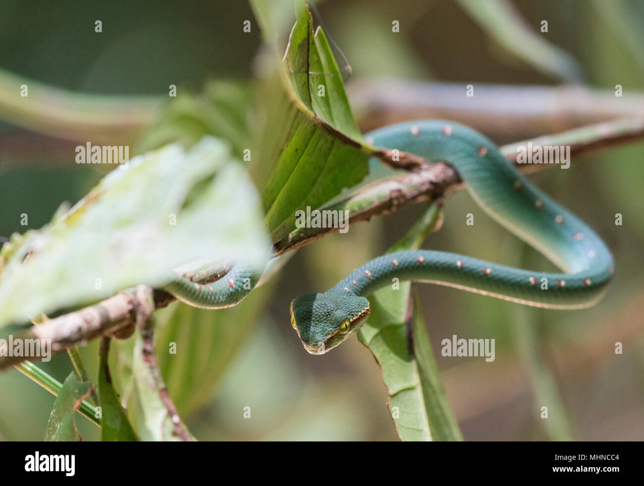 L'homme Wagler ou Temple (Tropidolaemus wagleri Pit Viper) assis dans un arbre Parc national de Khao Sok Thaïlande Banque D'Images