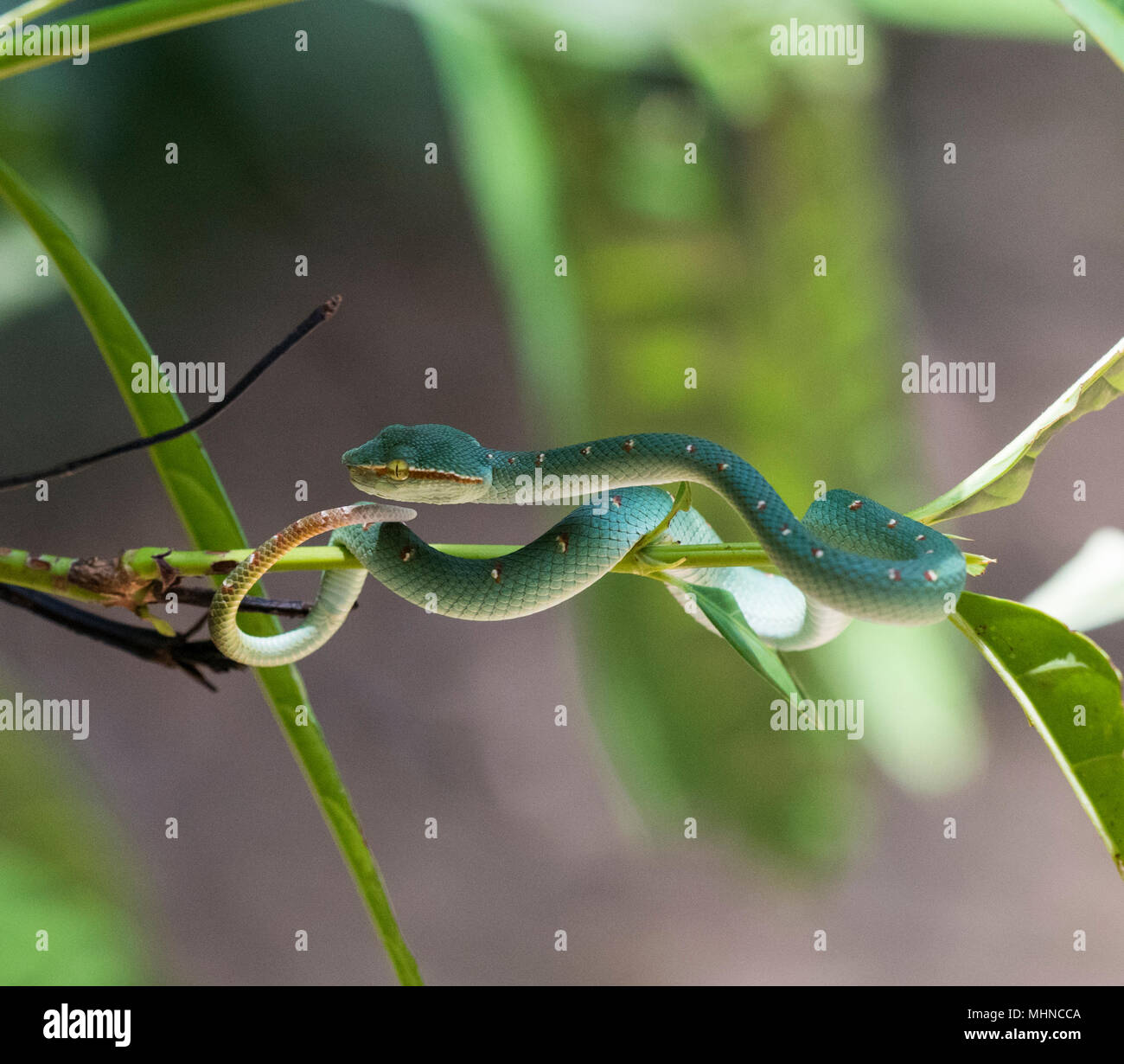 L'homme Wagler ou Temple (Tropidolaemus wagleri Pit Viper) assis dans un arbre Parc national de Khao Sok Thaïlande Banque D'Images