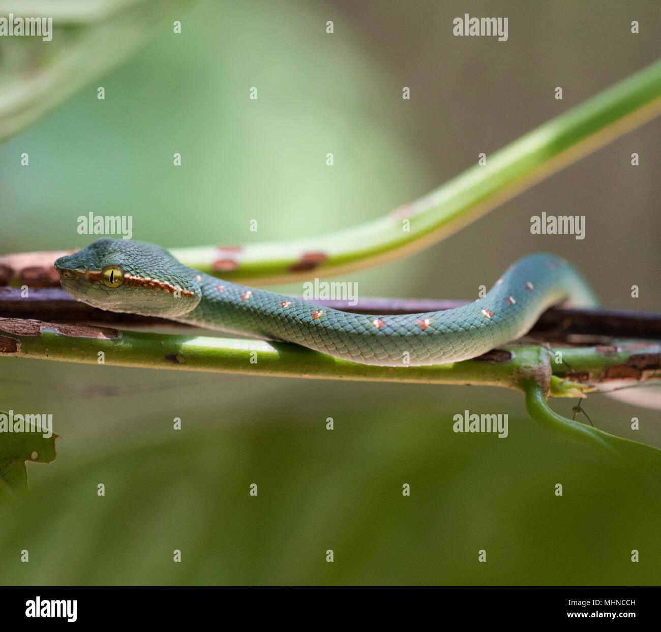 L'homme Wagler ou Temple (Tropidolaemus wagleri Pit Viper) assis dans un arbre Parc national de Khao Sok Thaïlande Banque D'Images