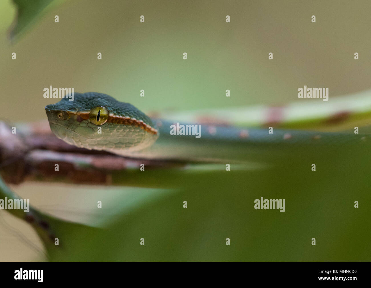 L'homme Wagler ou Temple (Tropidolaemus wagleri Pit Viper) assis dans un arbre Parc national de Khao Sok Thaïlande Banque D'Images