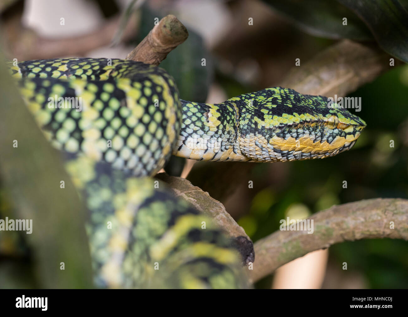 La femelle Wagler ou Temple (Tropidolaemus wagleri Pit Viper) assis dans un arbre Phuket Thaïlande Banque D'Images