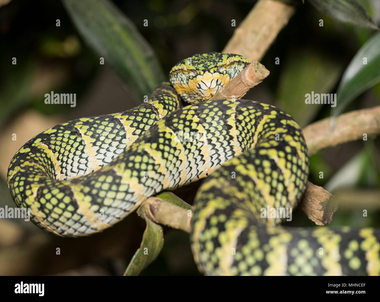 La femelle Wagler ou Temple (Tropidolaemus wagleri Pit Viper) assis dans un arbre Phuket Thaïlande Banque D'Images