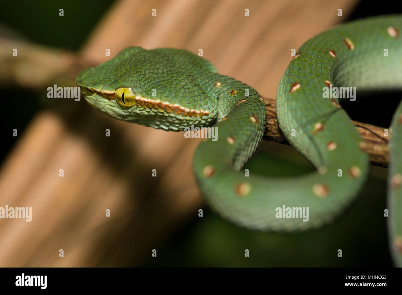 L'homme Wagler ou Temple (Tropidolaemus wagleri Pit Viper) assis dans un arbre Parc national de Khao Sok Thaïlande Banque D'Images