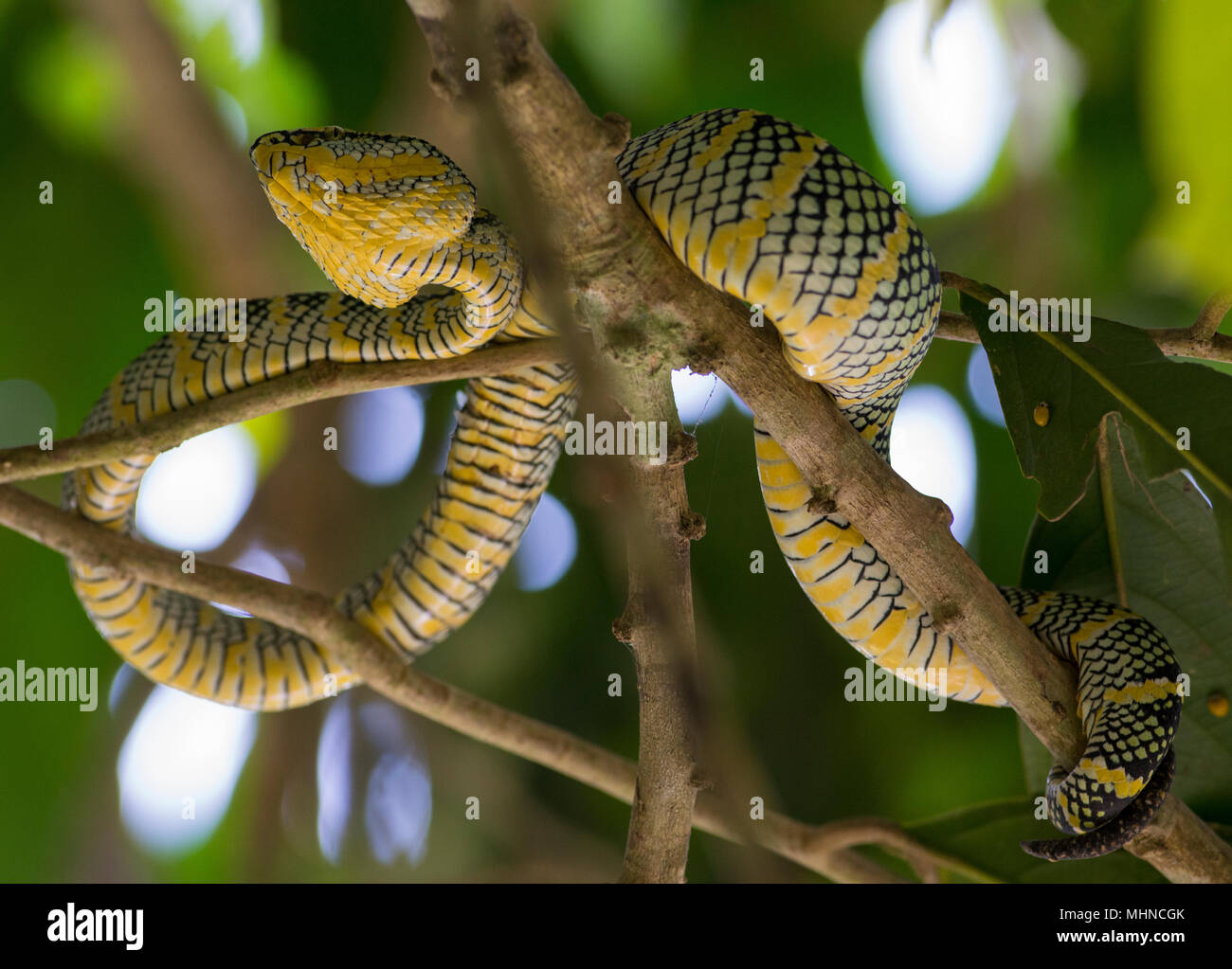 La femelle Wagler ou Temple (Tropidolaemus wagleri Pit Viper) assis dans un arbre Phuket Thaïlande Banque D'Images