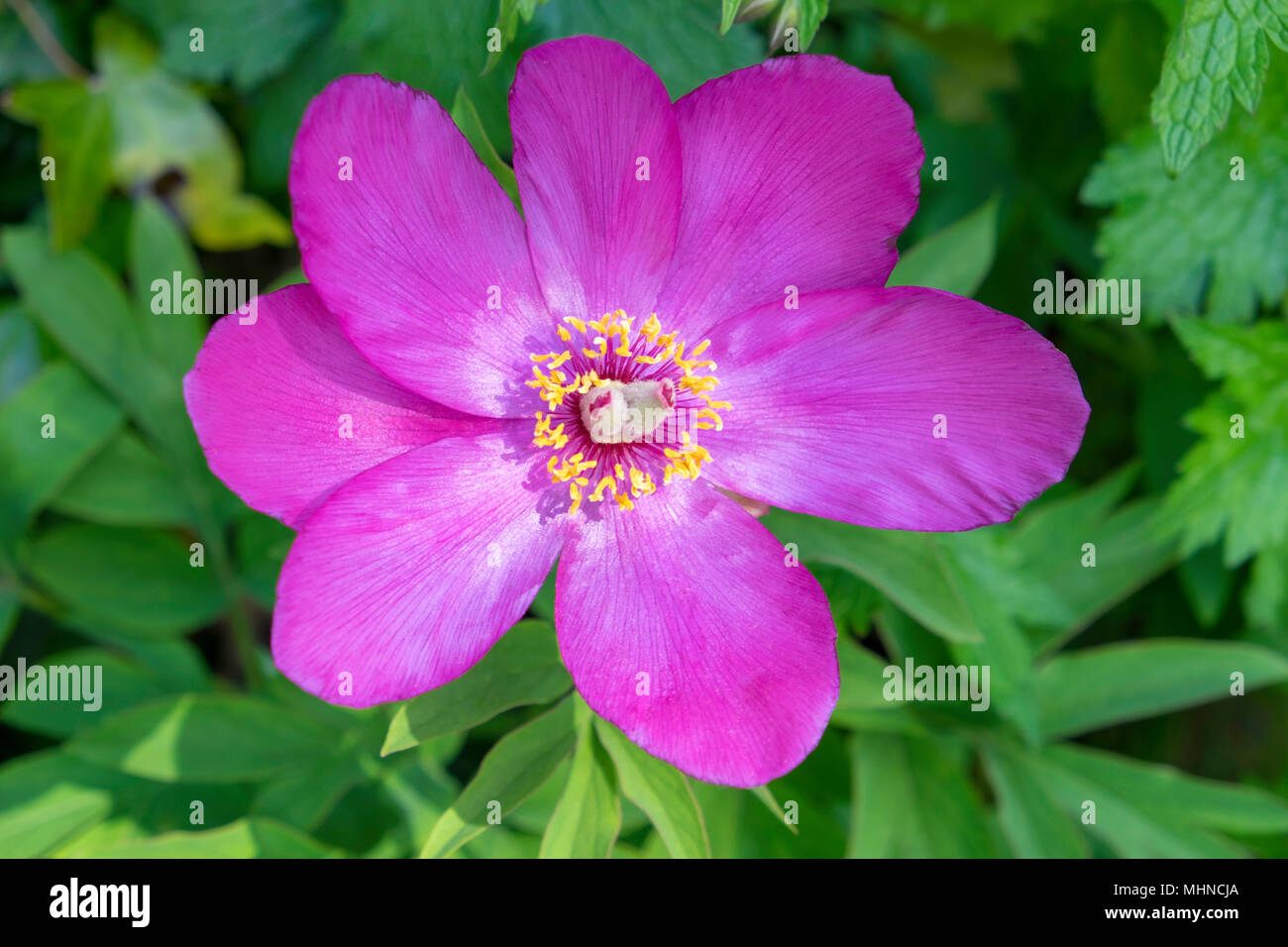 De plus en plus dans la cerise peony garden, England UK Banque D'Images