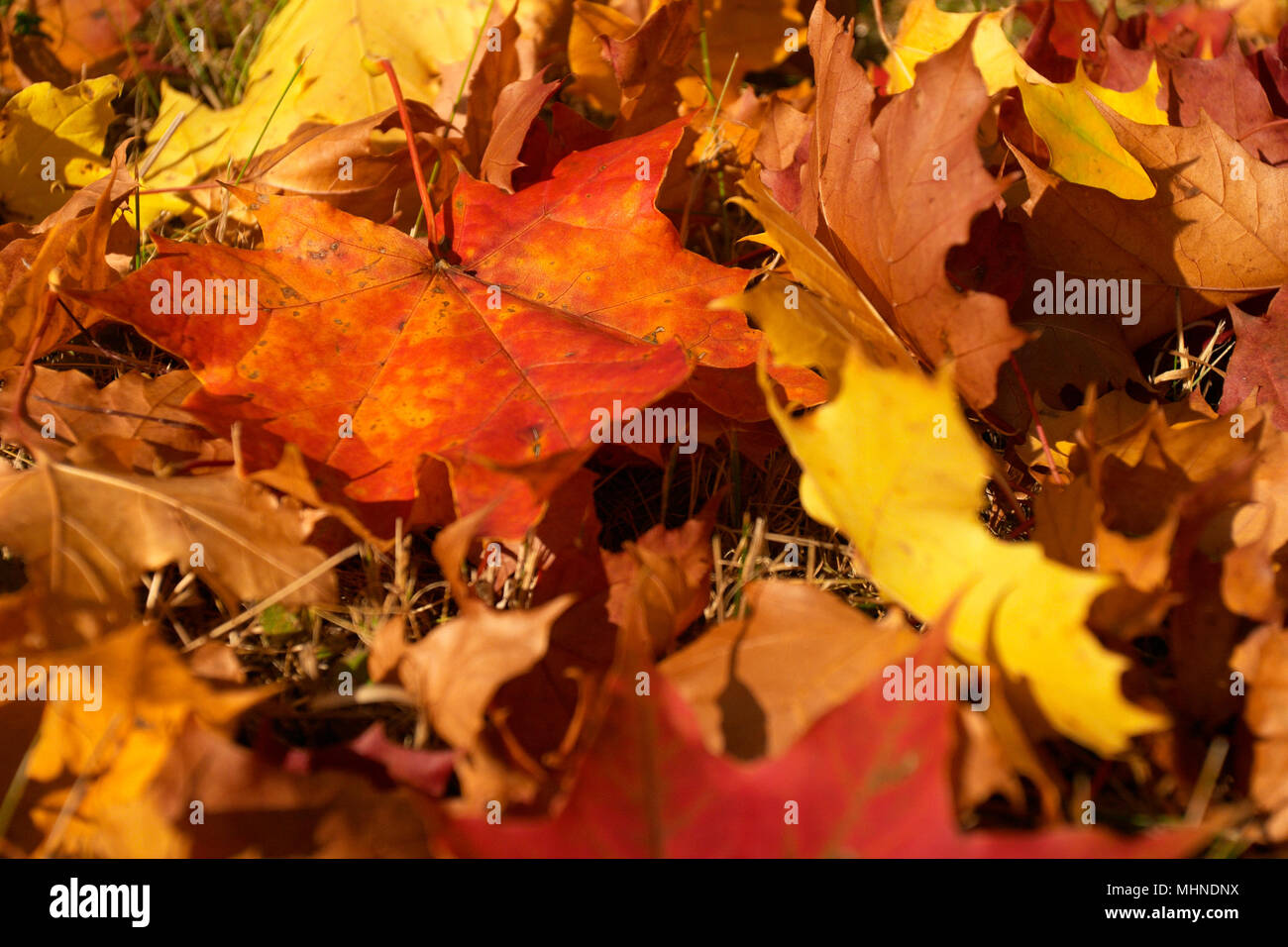 Couleurs d'automne et de feuilles d'érable. Banque D'Images
