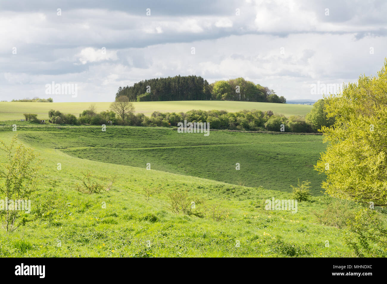 Point de vue sur la Cheesefoot Head South Downs Way près de Winchester. Paysage du Parc National des South Downs en mai. Banque D'Images