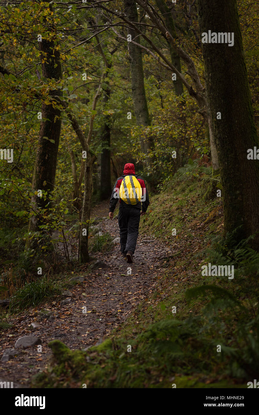 Un randonneur solitaire par temps humide de l'habillement à marcher le long d'un sentier public à travers une forêt dense. Banque D'Images