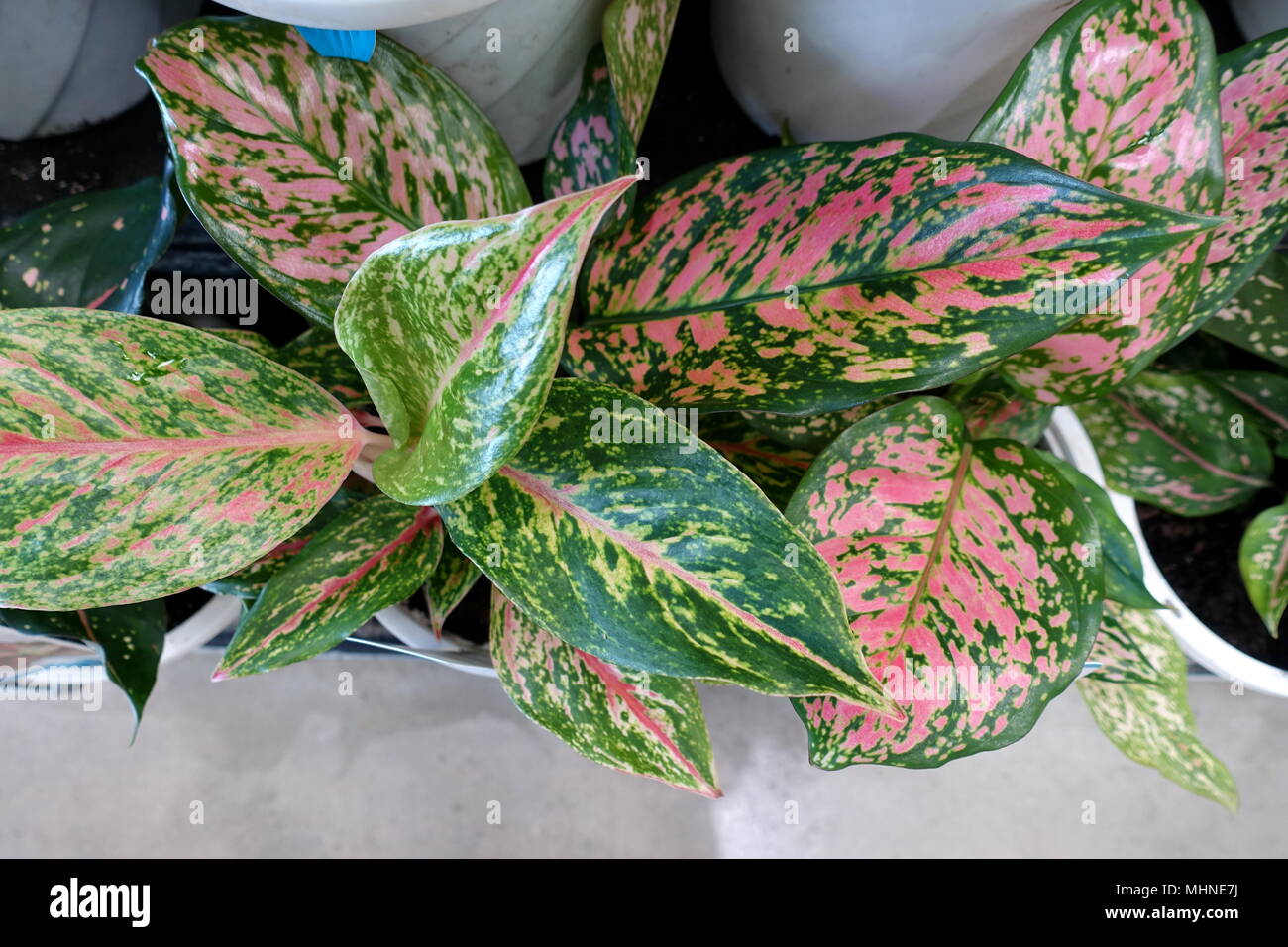 Aglaonema Plante Couleur rouge Banque D'Images