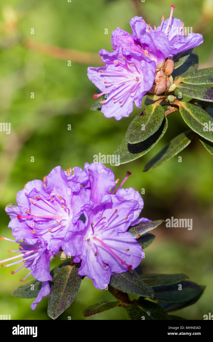 Les fleurs du printemps de l'arbuste nain compact, Rhododendron 'Ramapo' Banque D'Images