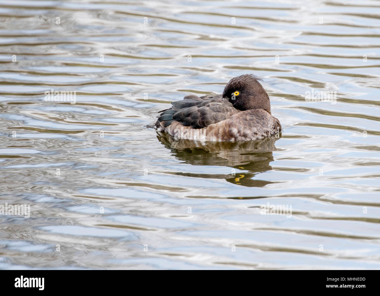 Une femelle fuligule morillon sur l'eau. Banque D'Images