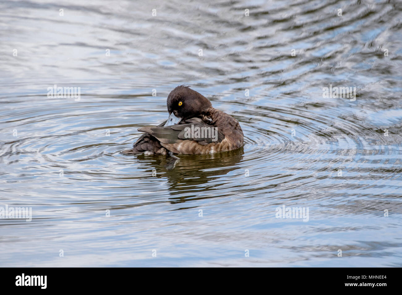 Une femelle fuligule morillon sur l'eau. Banque D'Images
