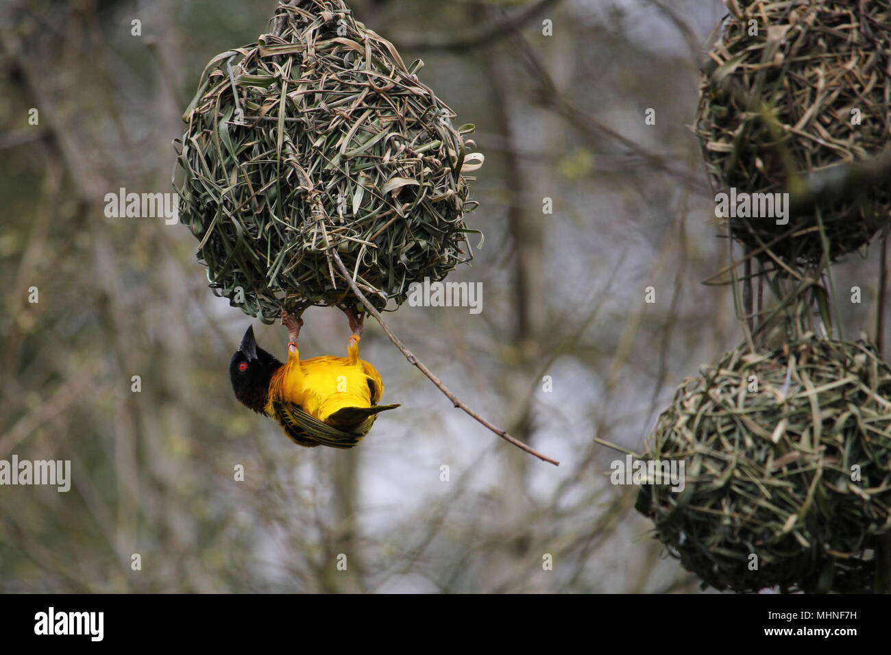 Débrouillardise Nid D'oiseau Tissé Herbe Weaver Banque D'Images et Photos  Libres De Droits. Image 14786727