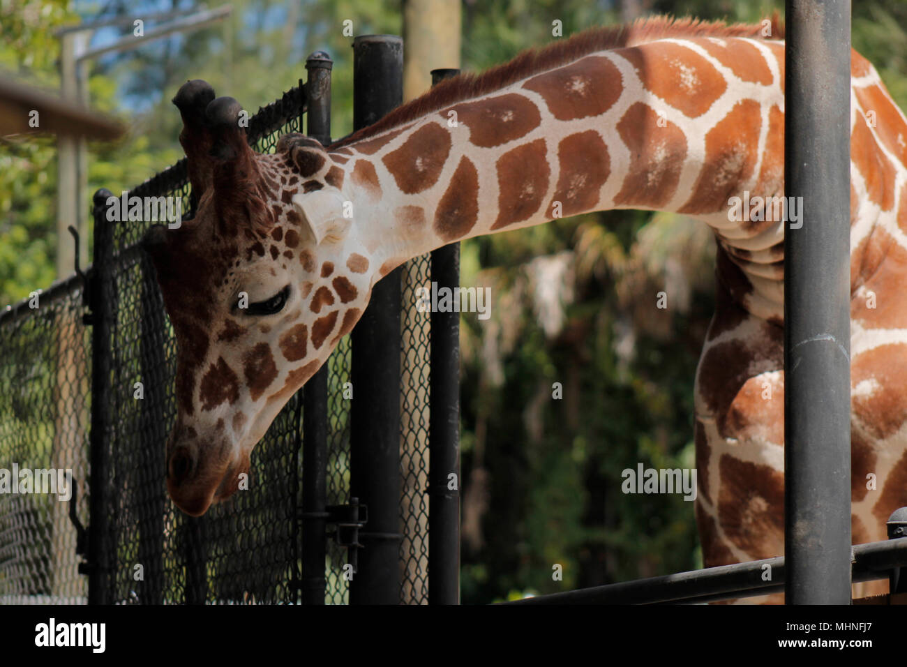 Tête de girafe prises sur le zoo de Naples à Naples en Floride Banque D'Images