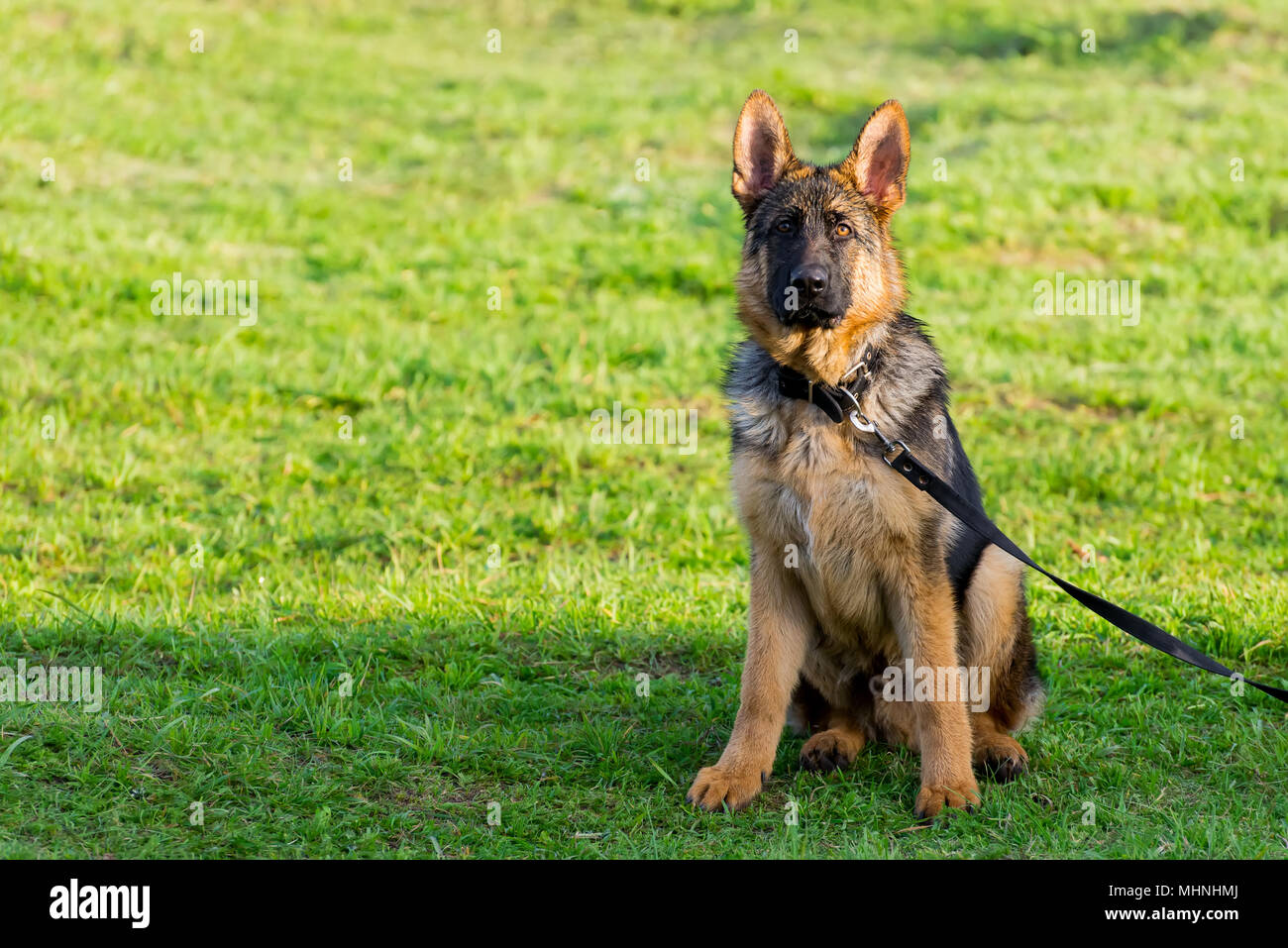 Lac de berger allemand Banque de photographies et d’images à haute
