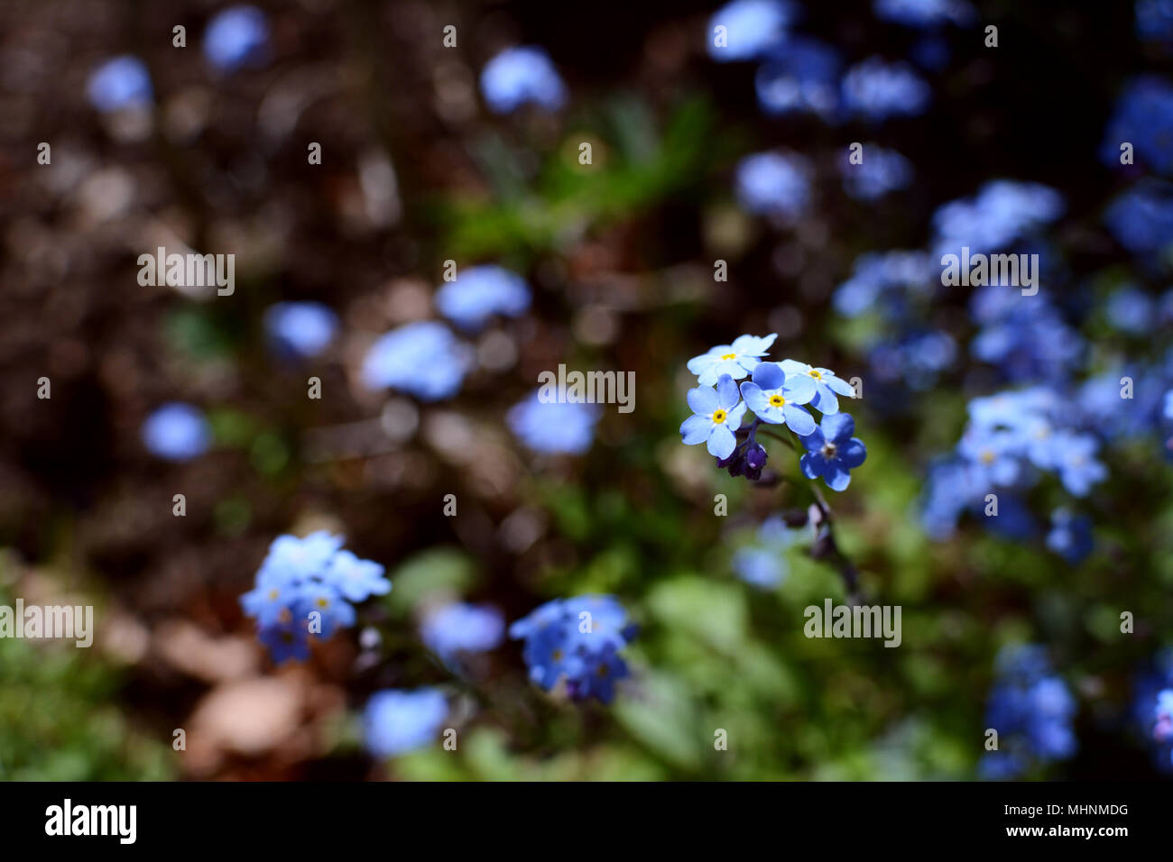 Forget-me-not flowers in focus sélectif contre points de pétales bleu dans le lit de fleur au-delà Banque D'Images