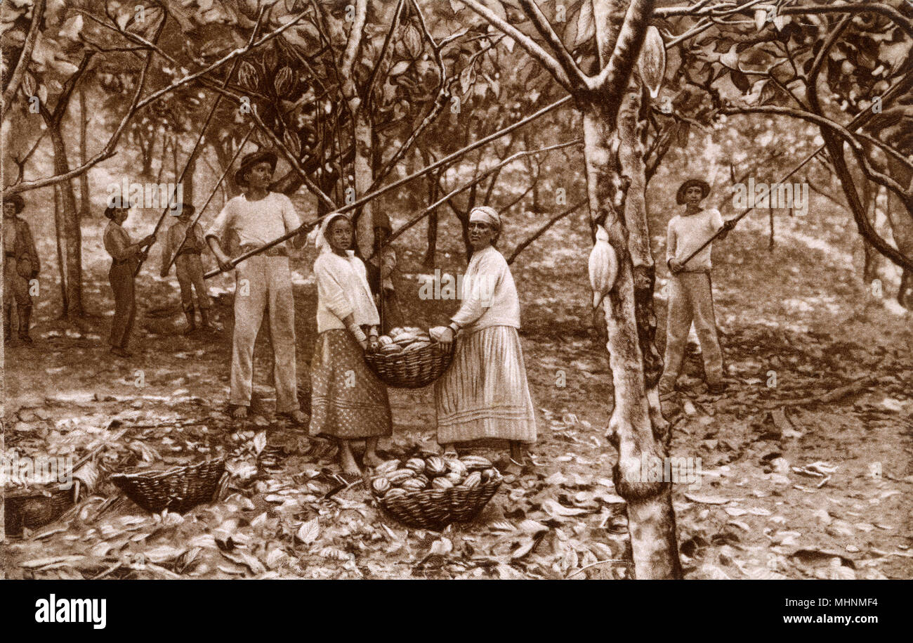 La récolte de cacao (Cocoa) en Equateur. Date : vers 1930 Banque D'Images