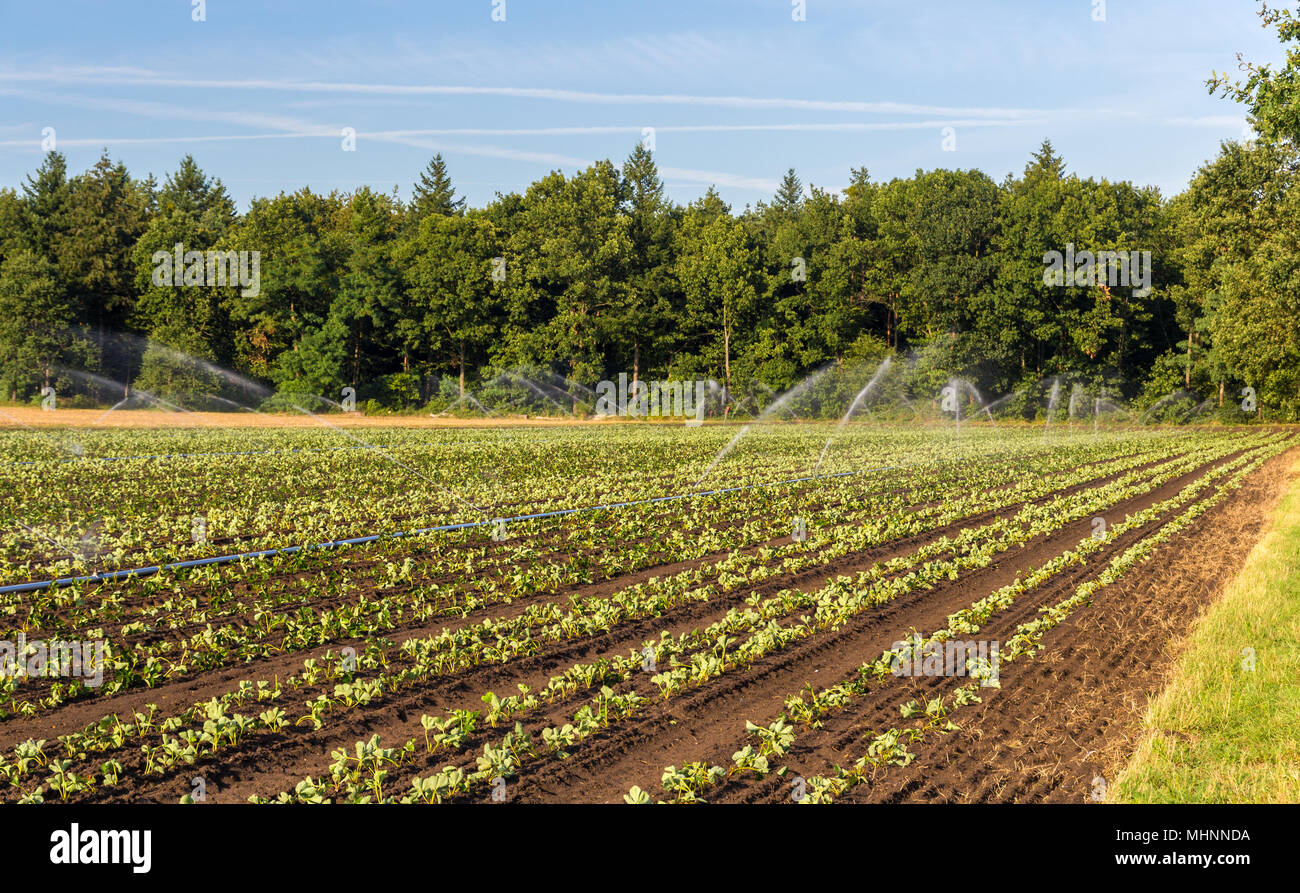 Champ de fraises avec de l'irrigation en Allemagne Banque D'Images