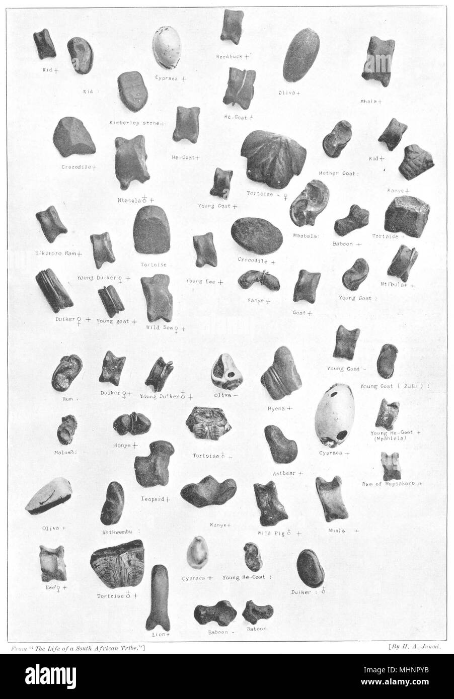 L'AFRIQUE DU SUD. La divination ; personnalisé 1900 Bantu ancienne vintage print photo Banque D'Images