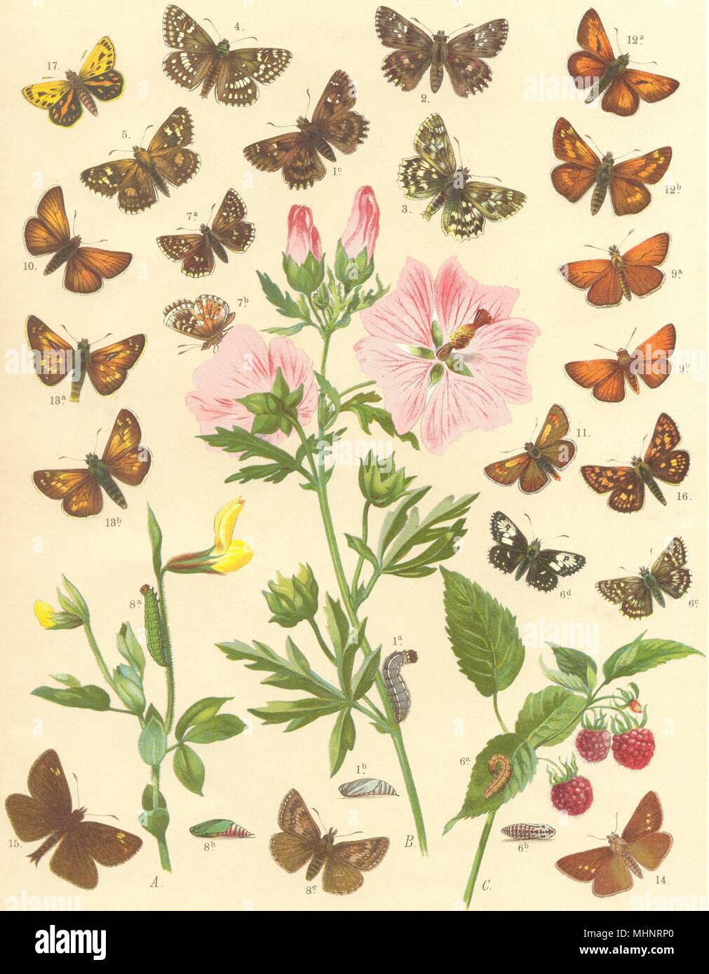 Les papillons. Hesperiidae ; Mallow, marbrés, marquetés, skipper d'Ailes rouge 1903 Banque D'Images