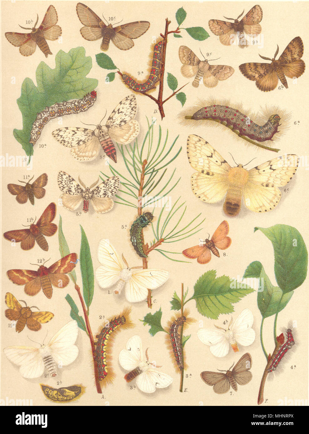 Les mites. Lasiocampidae-Satin Eggars, noir blanc or brun-queue Arches;1903;Gitane Banque D'Images