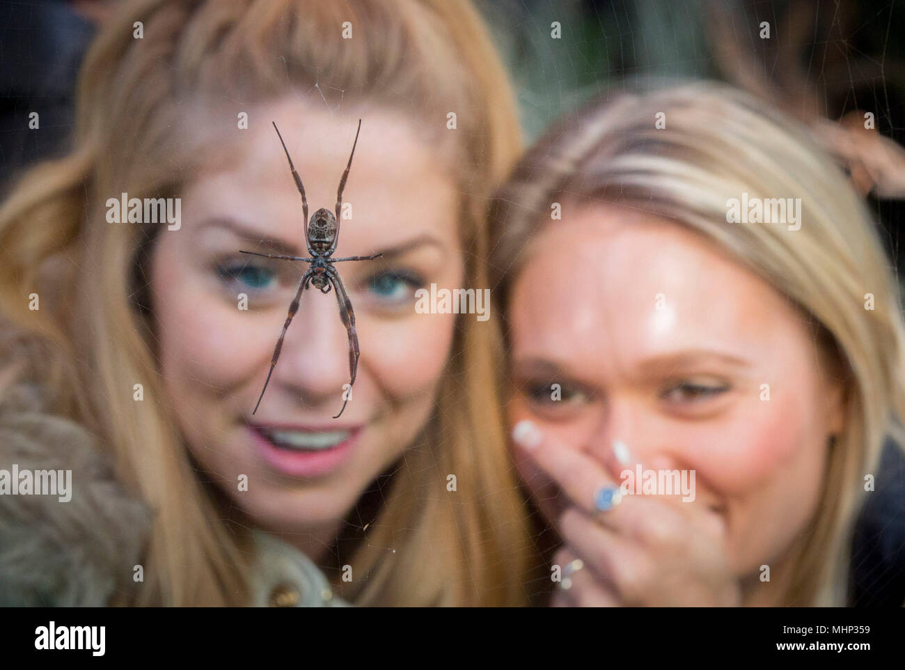 Dansant sur glace professionnel patineur Alex Murphy de Boston (à gauche) et professionnel patineur Poppy Miles (à droite) jetez un coup d'œil à une araignée pendant le programme friendly Spider du zoo de Londres, de thérapie comportementale cognitive et d'hypnothérapie, conçu pour soulager ou éliminer l'arachnophobie, au zoo de Regents Park, Londres.Le programme aide les personnes souffrant d'arachnophobie à surmonter leurs craintes depuis 25 ans. Banque D'Images