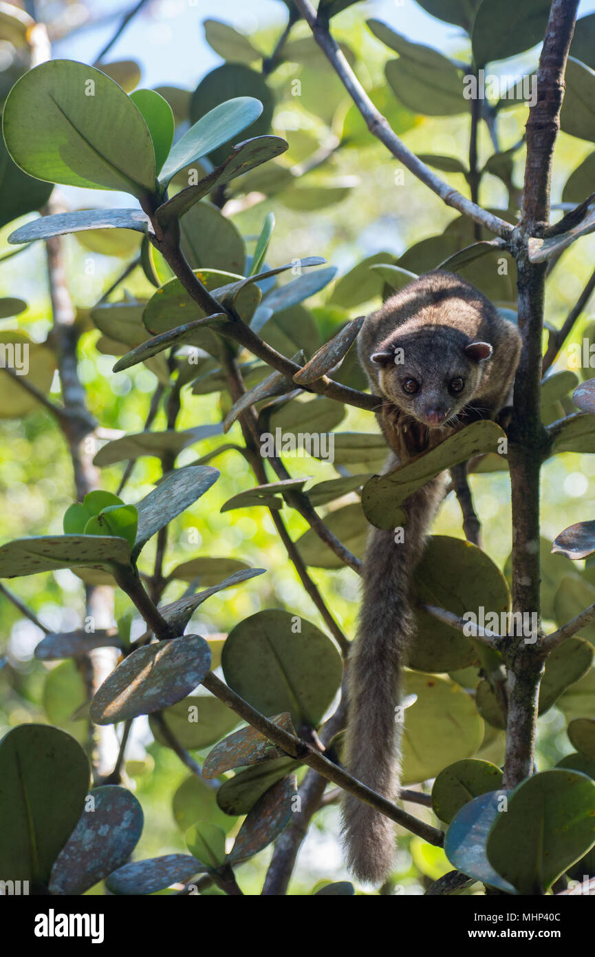 Kinkajou, Potus flavus, Procyonidae, Forêt Nuageuse de Monteverde, Costa Rica, Amérique Centrale Banque D'Images