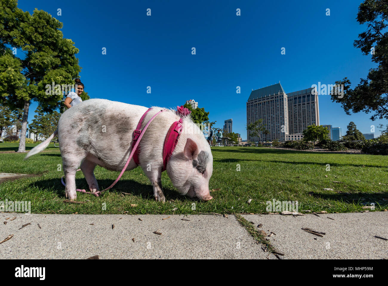 San Diego Usa 14 Novembre 15 Les Gens De Marcher Un Bebe Rose Cochon Comme Un Animal Domestique A San Diego Harnor Ruocco Park Drive Photo Stock Alamy