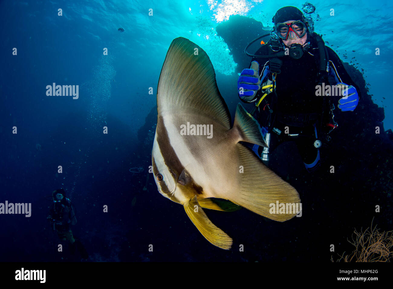 Diver répond à un poisson sous l'eau dans Malives bat Banque D'Images