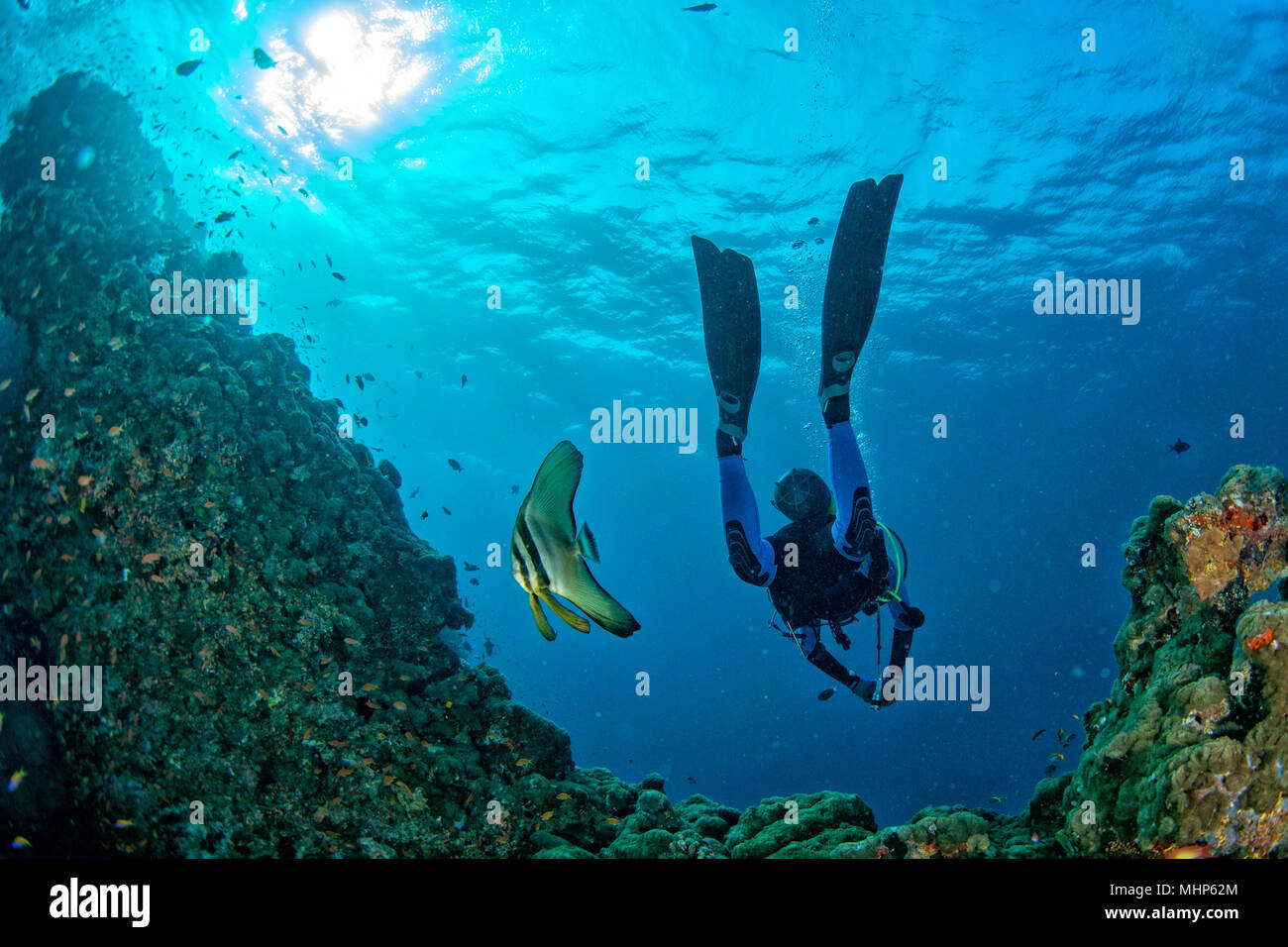 Diver répond à un poisson sous l'eau dans Malives bat Banque D'Images