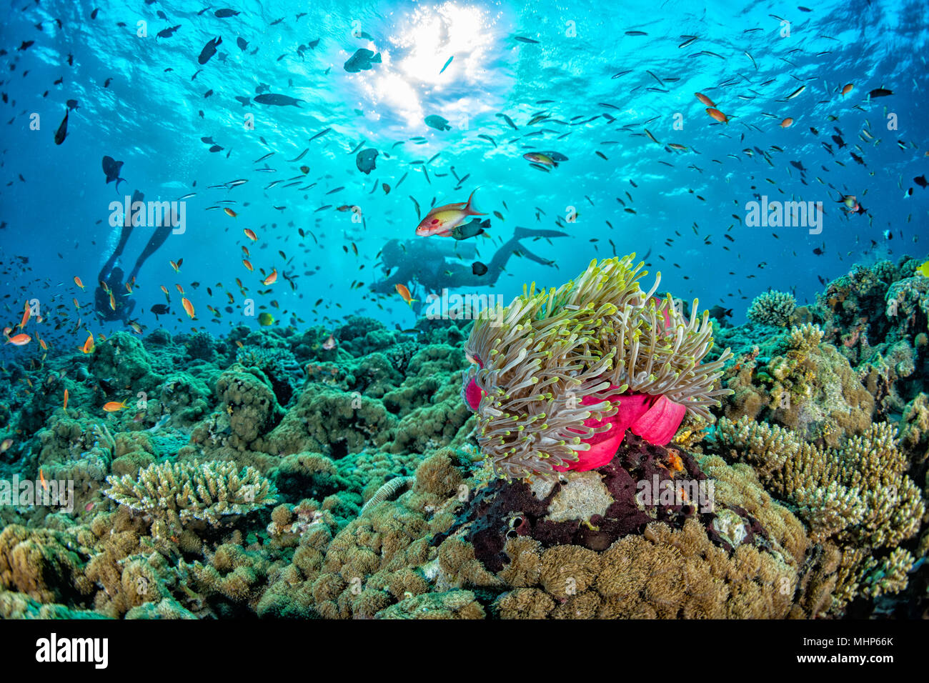 Paysage coloré sous-marine des maldives avec scuba diver silhouette Banque D'Images