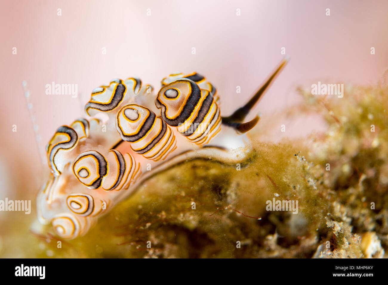 Faire greenamyeri donut coloré détail macro close up nudibranche plongée en Indonésie Bali Banque D'Images
