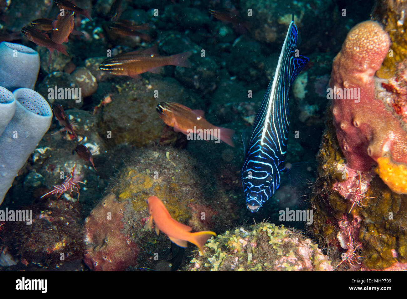 Les couleurs du poisson ange juvénile close up semicirculatus Banque D'Images