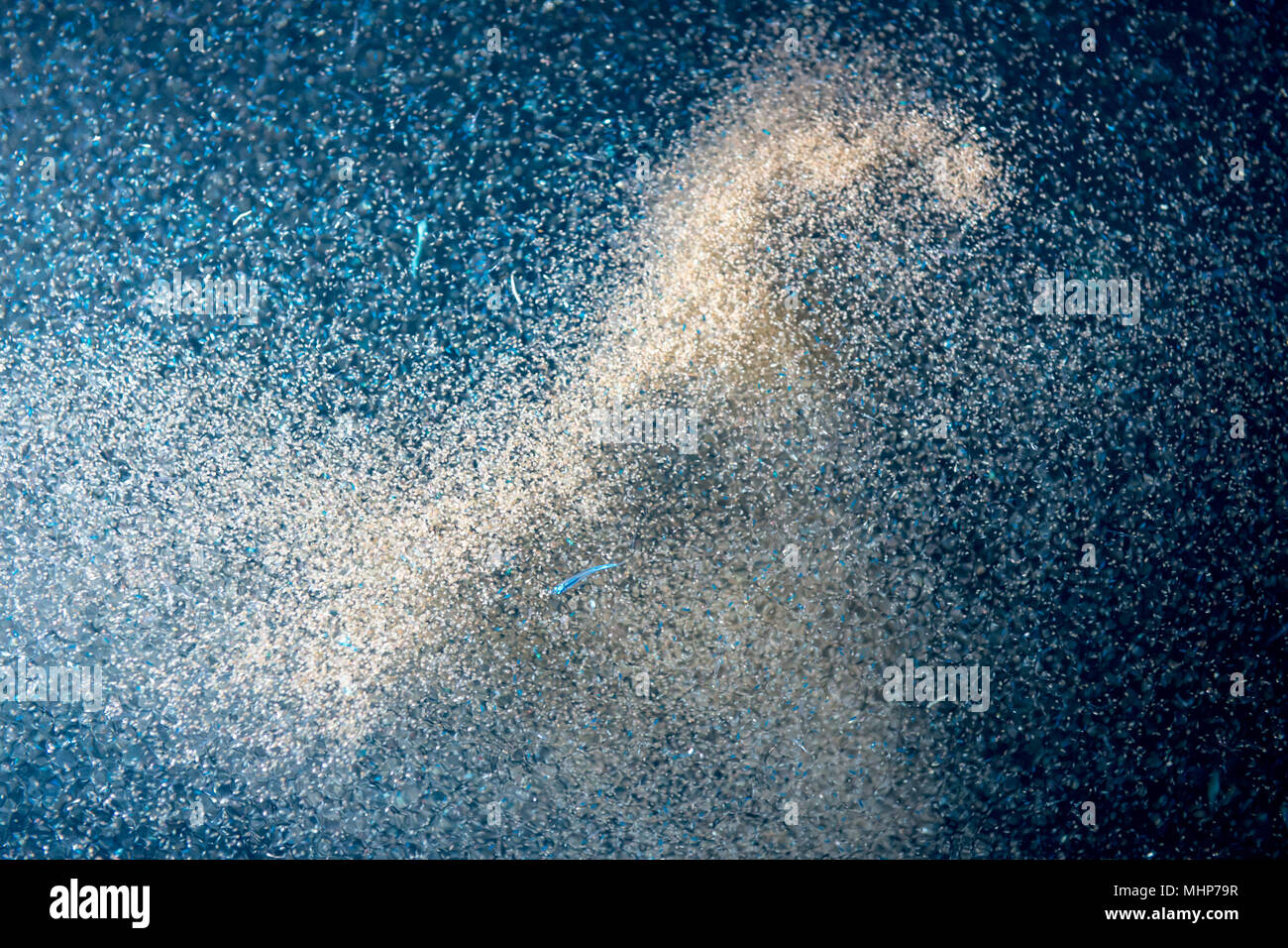 Le krill et le plancton dans la mer détail macro Banque D'Images