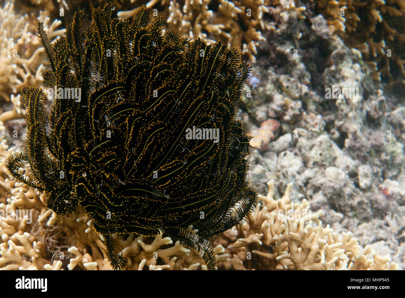 Crinoïde noire et jaune sur fond de coraux récif Banque D'Images