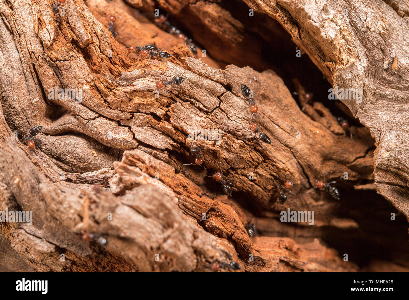 Tete Rouge Corps Noir Fourmis De Feu Honeypot Myrmecocystus Macro Detail Fourmiliere A L Interieur Sur Un Arbre Photo Stock Alamy
