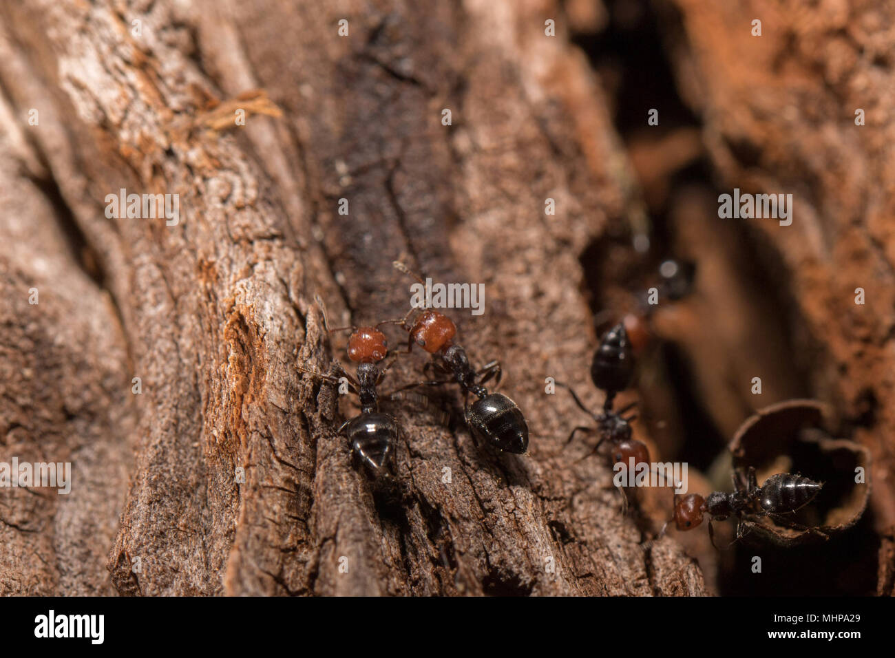 Tete Rouge Corps Noir Fourmis De Feu Honeypot Myrmecocystus Macro Detail Fourmiliere A L Interieur Sur Un Arbre Photo Stock Alamy