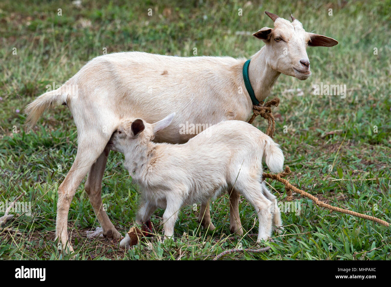 Portrait De Bebe Nouveau Ne De La Chevre Pendant La Tetee Le Lait De Mere Photo Stock Alamy