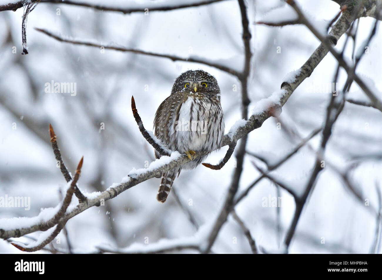 Un tout petit La Chouette naine (Glaucidium gnoma) perché sur une branche d'un peuplier au cours d'une tempête de neige de printemps dans les régions rurales de l'Alberta Canada Banque D'Images