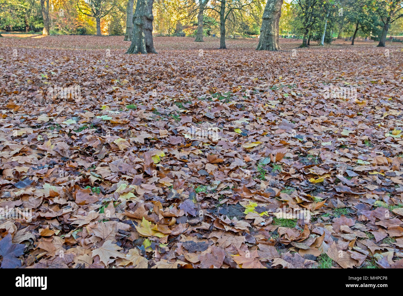 Les feuilles sur le sol en automne Banque D'Images