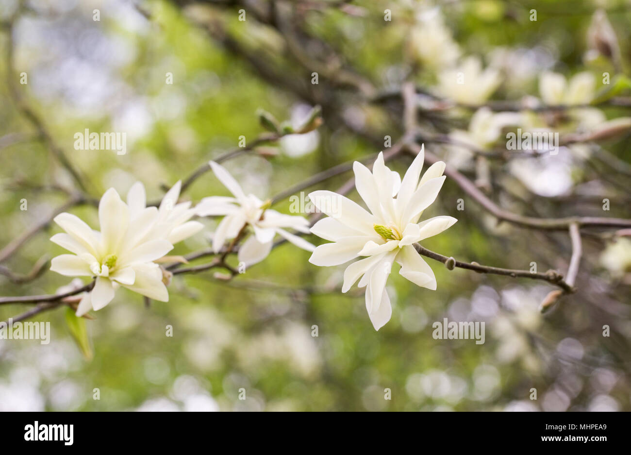 Magnolia 'Gold Star' fleurs. Banque D'Images